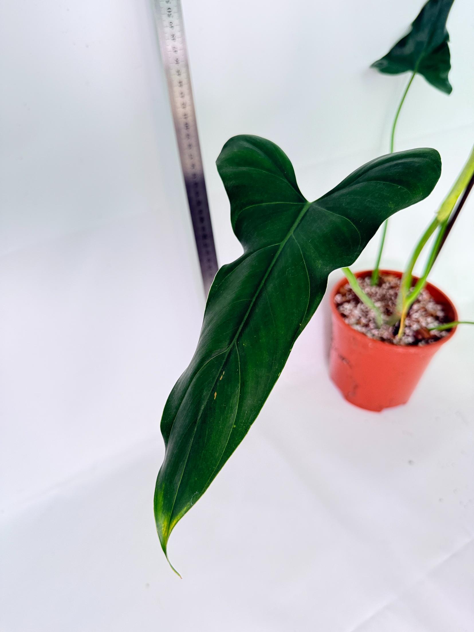 Philodendron mexicanum XL 6