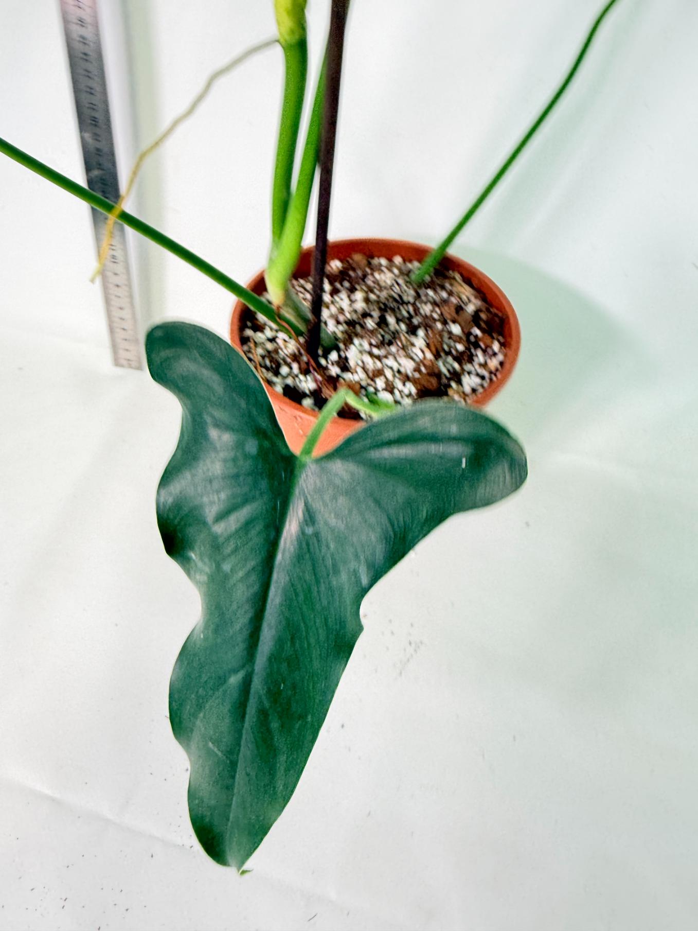 Philodendron mexicanum XL 7