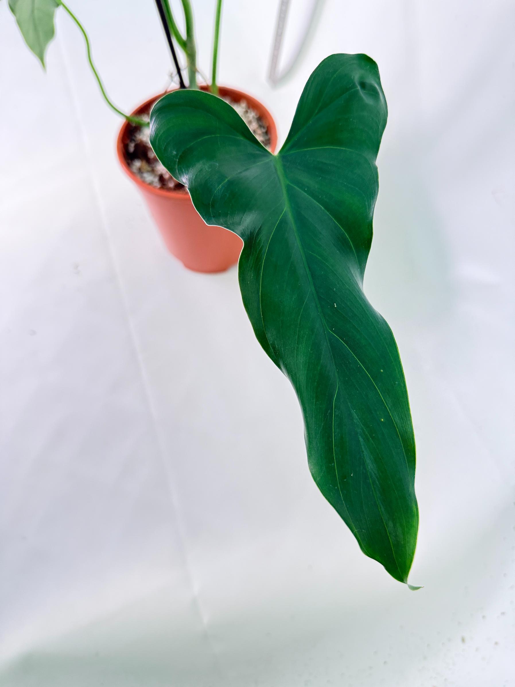 Philodendron mexicanum XL 8