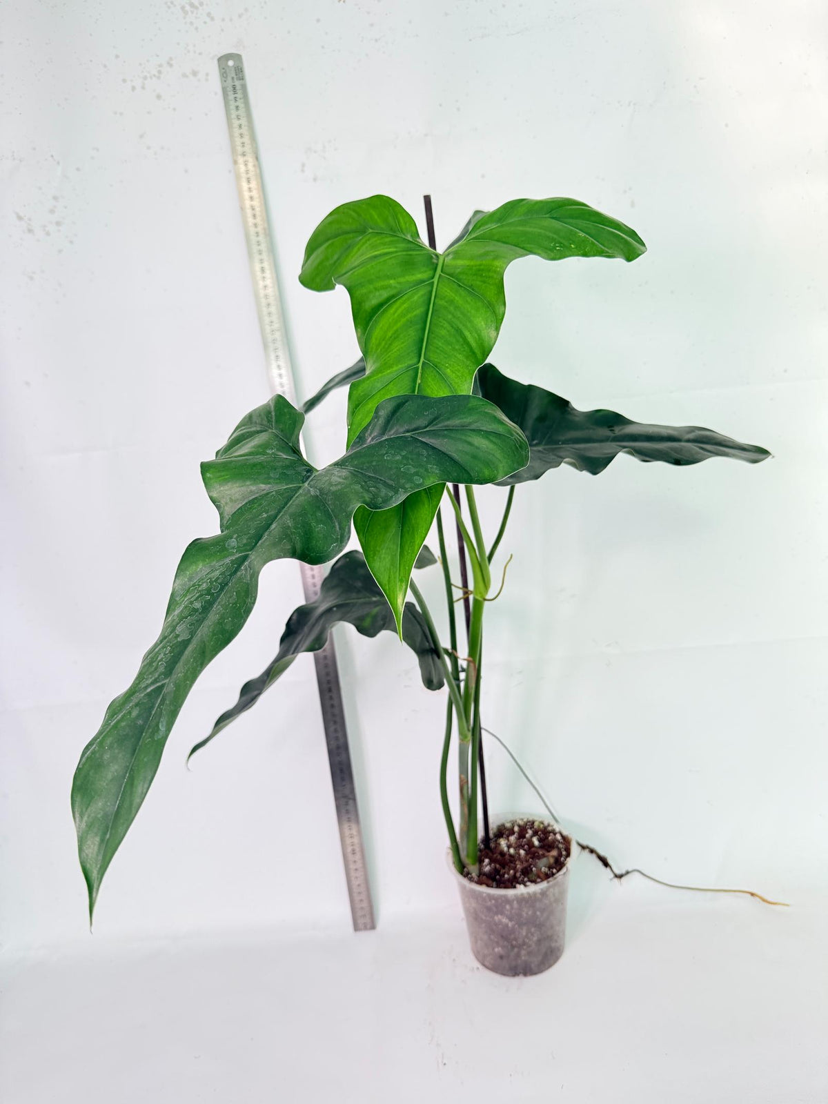 Philodendron mexicanum XL 2