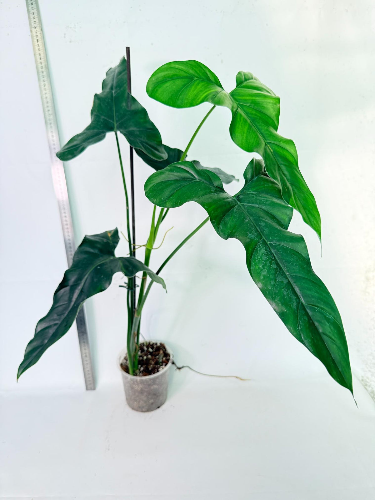 Philodendron mexicanum XL 3