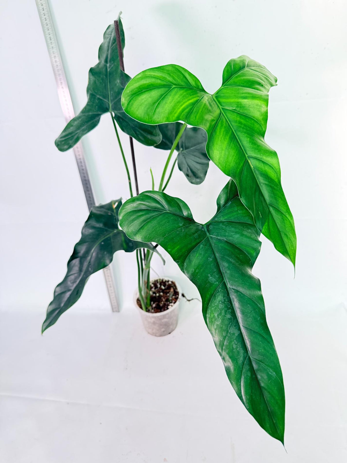 Philodendron mexicanum XL 5