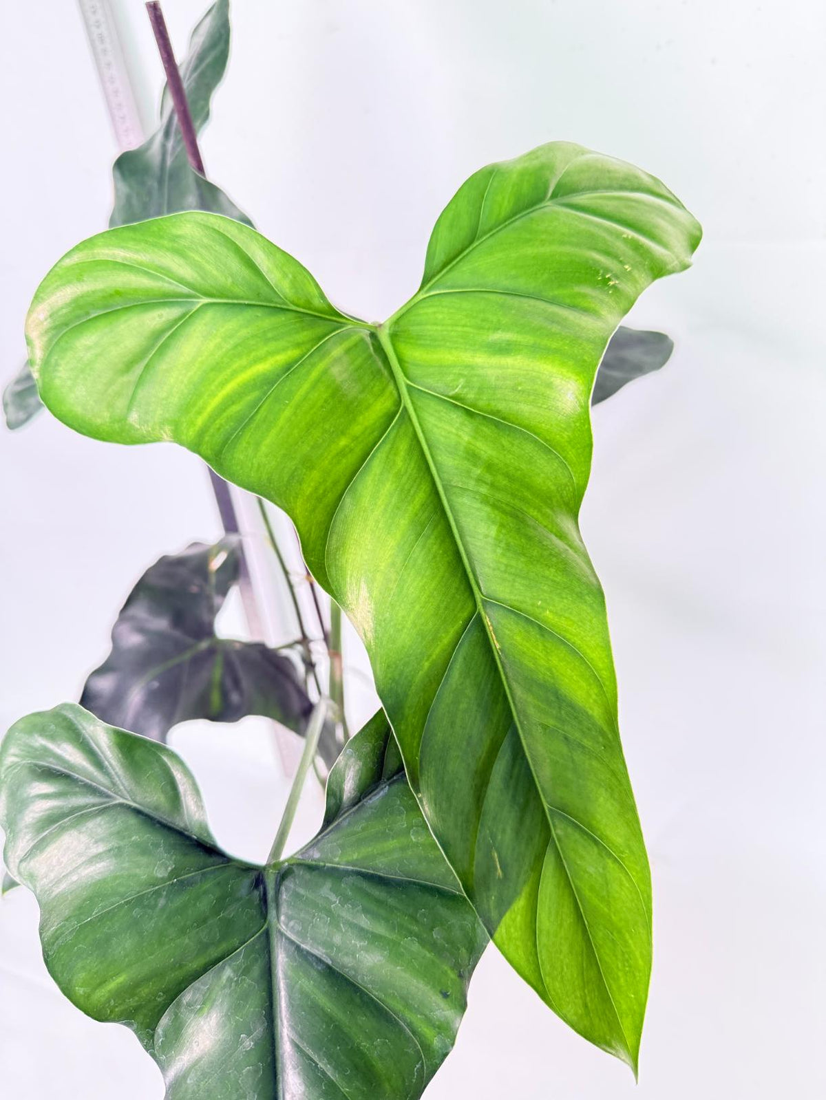 Philodendron mexicanum XL 1