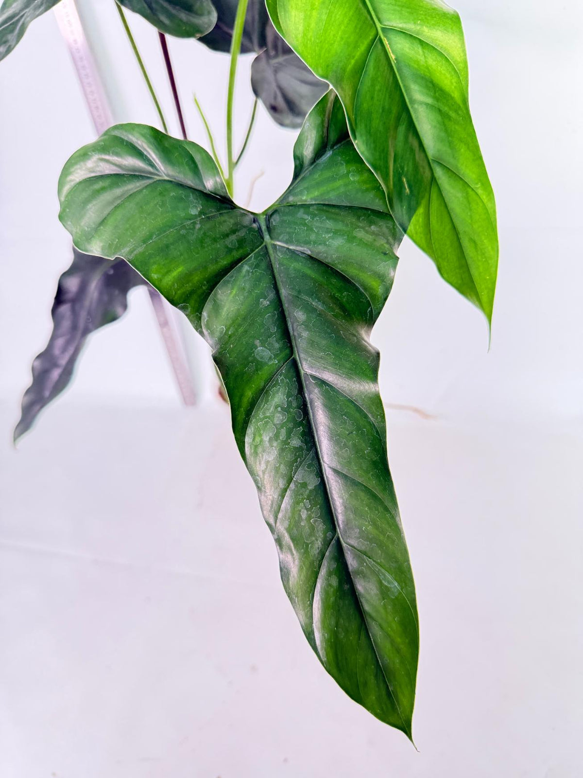 Philodendron mexicanum XL 4