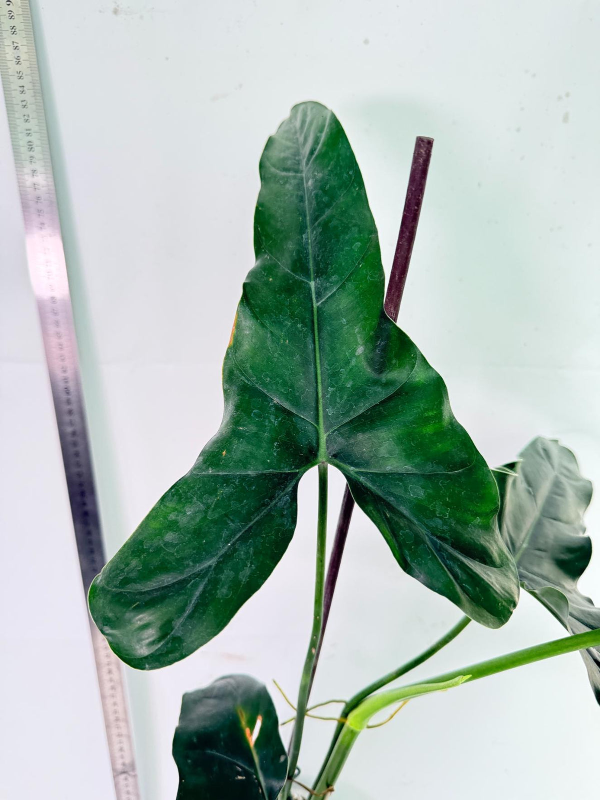 Philodendron mexicanum XL 8
