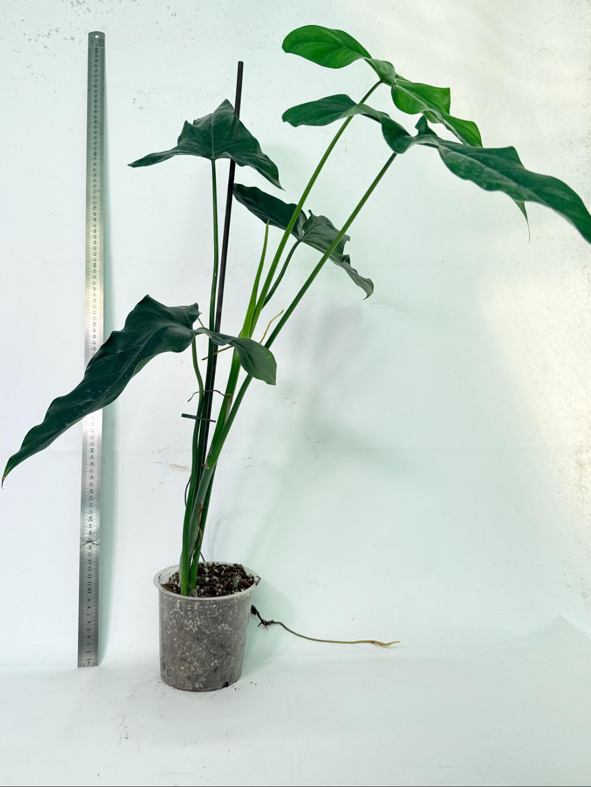 Philodendron mexicanum XL 7