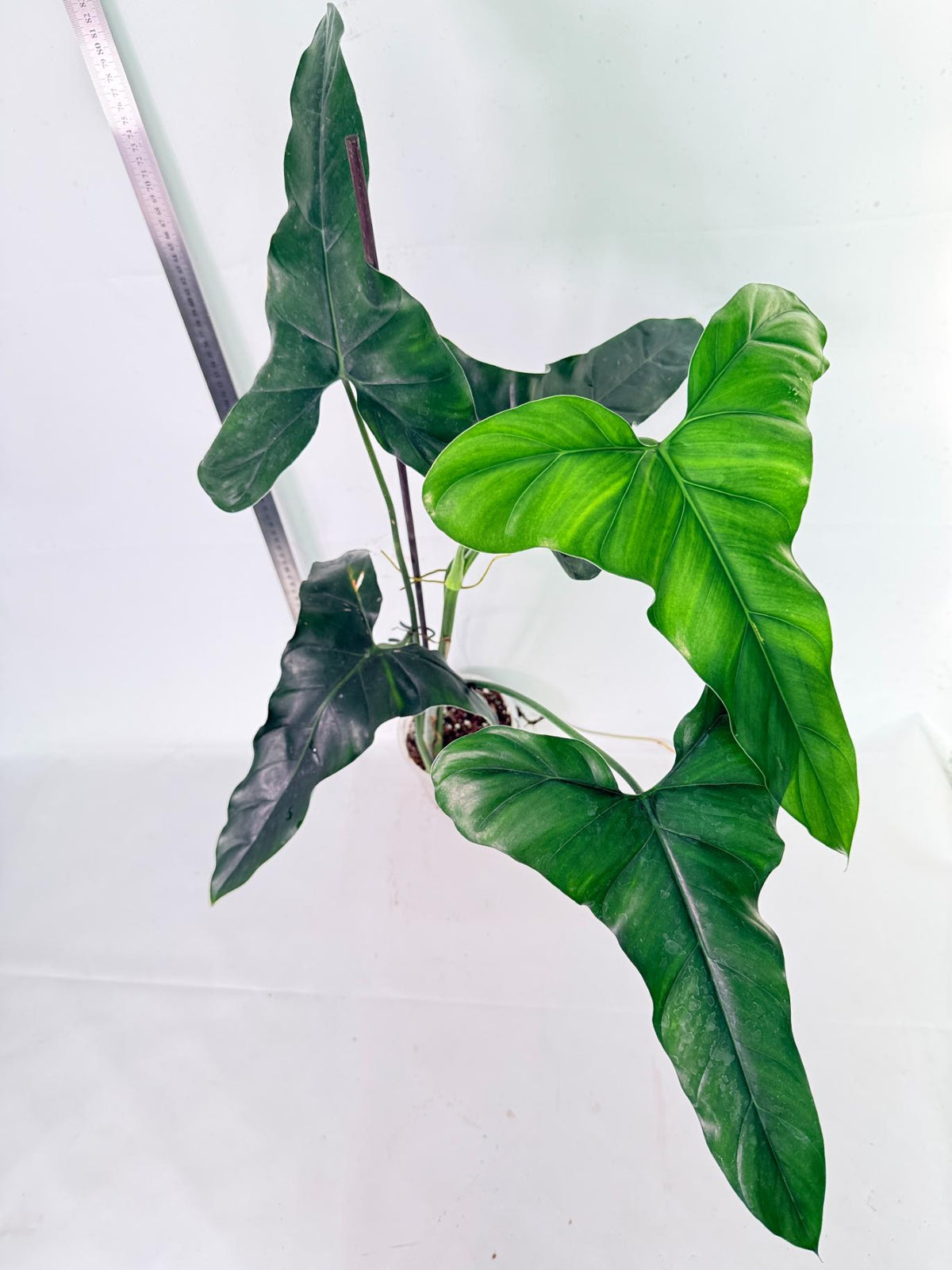 Philodendron mexicanum XL 6
