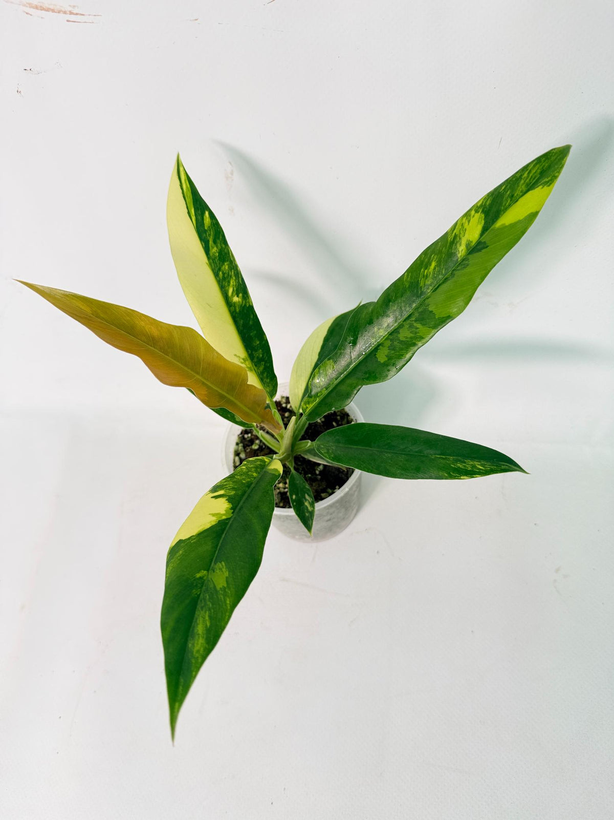 Philodendron Narrow Aurea Variegated 1