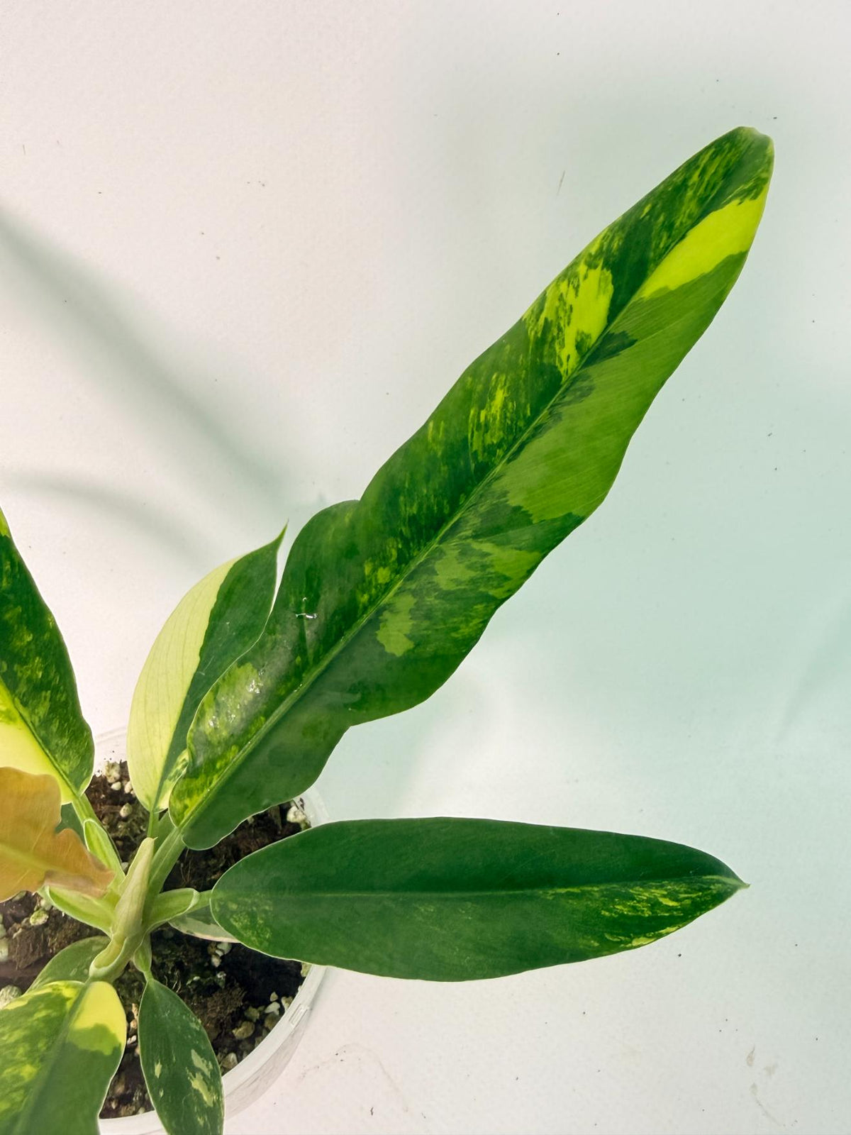 Philodendron Narrow Aurea Variegated 7