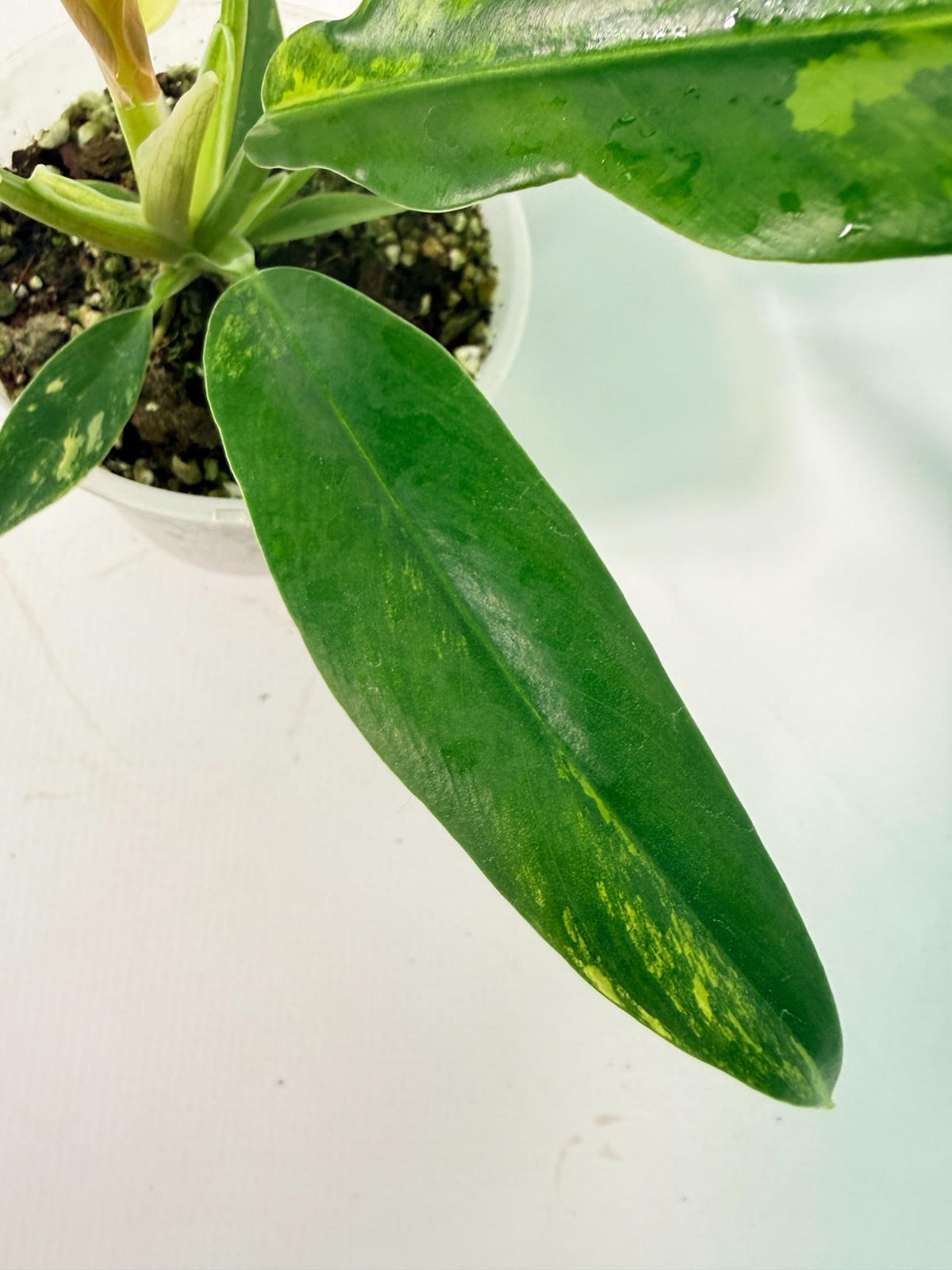 Philodendron Narrow Aurea Variegated 10