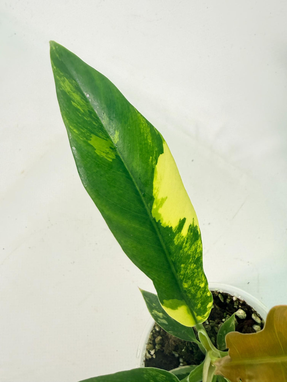 Philodendron Narrow Aurea Variegated 4
