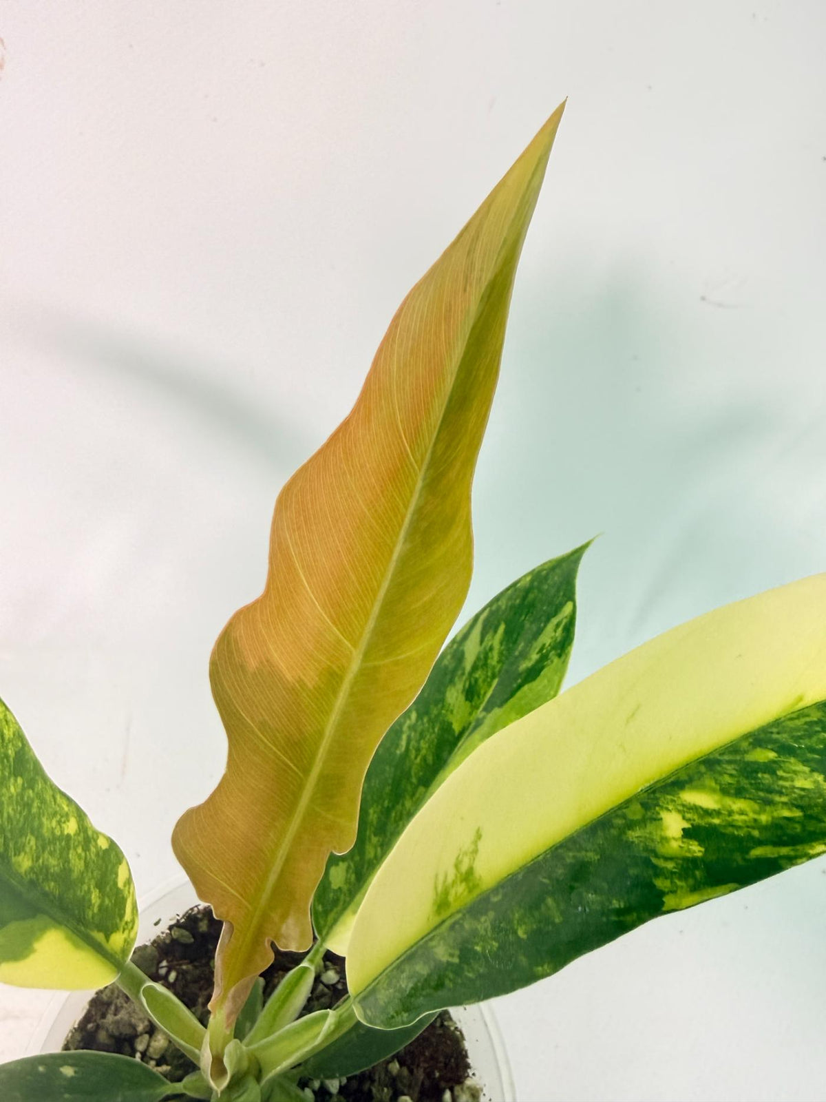 Philodendron Narrow Aurea Variegated 5