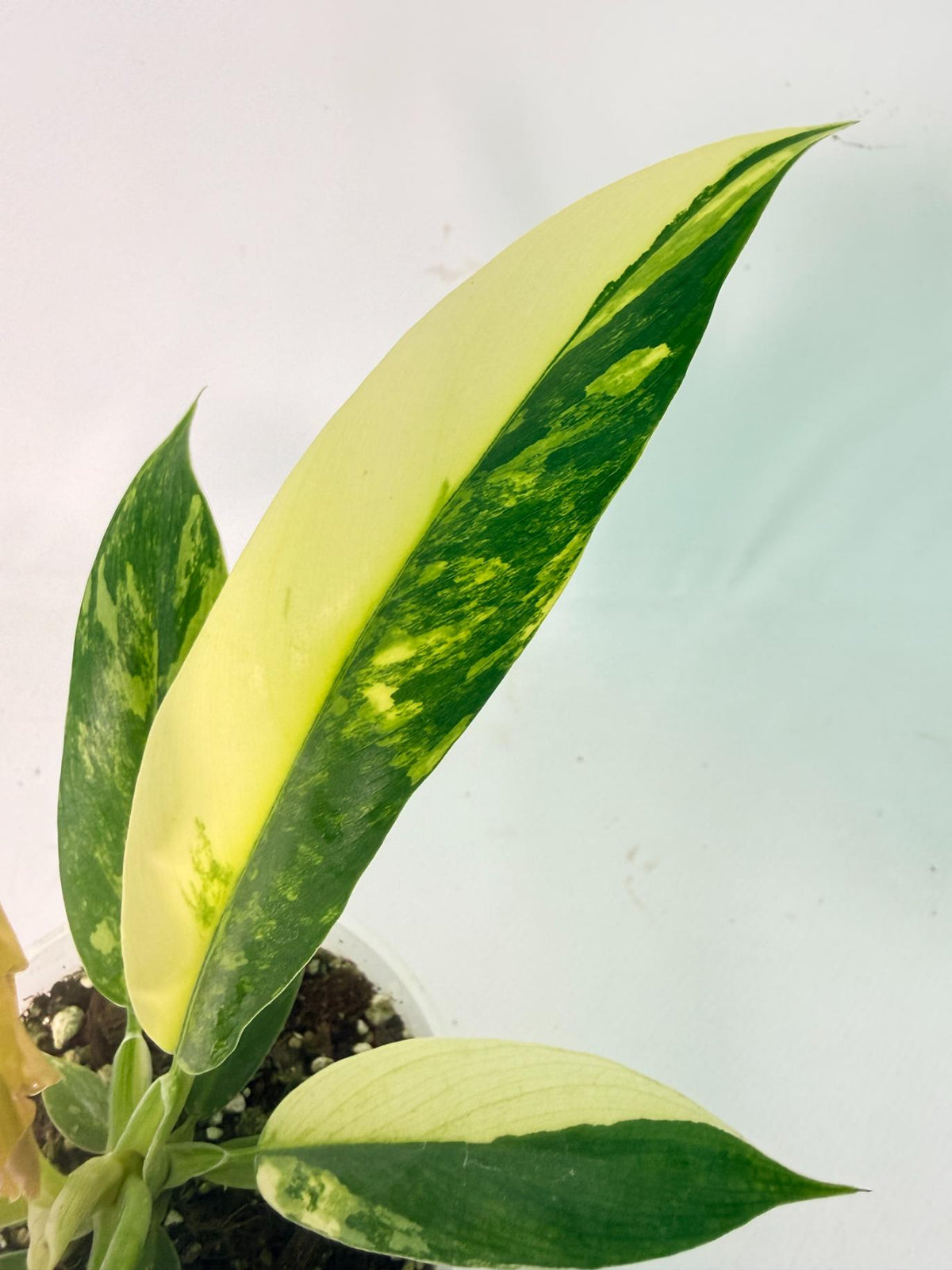 Philodendron Narrow Aurea Variegated 2