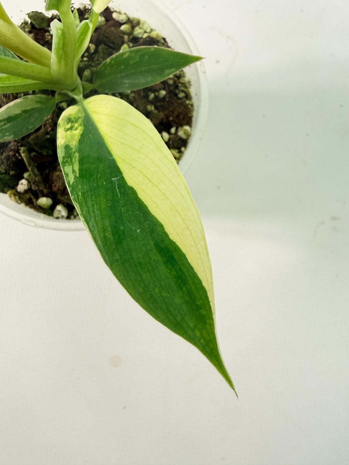 Philodendron Narrow Aurea Variegated 8