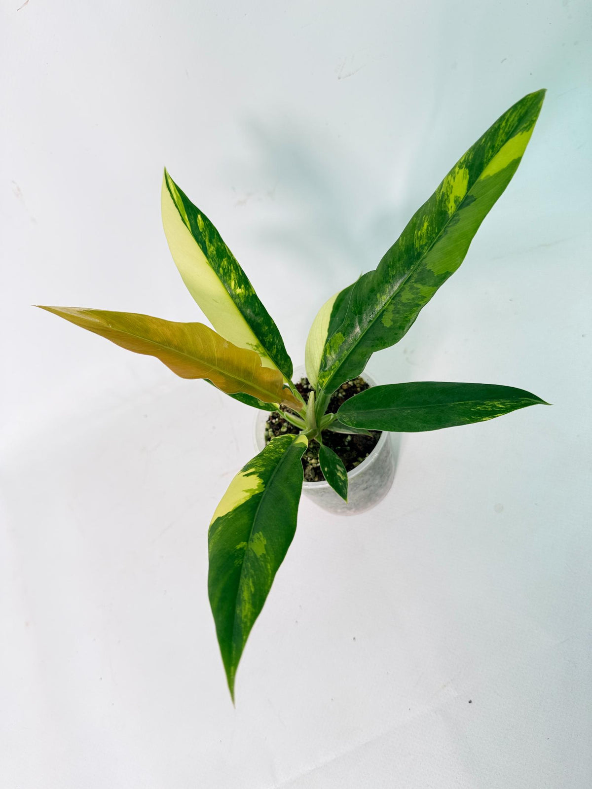 Philodendron Narrow Aurea Variegated 6