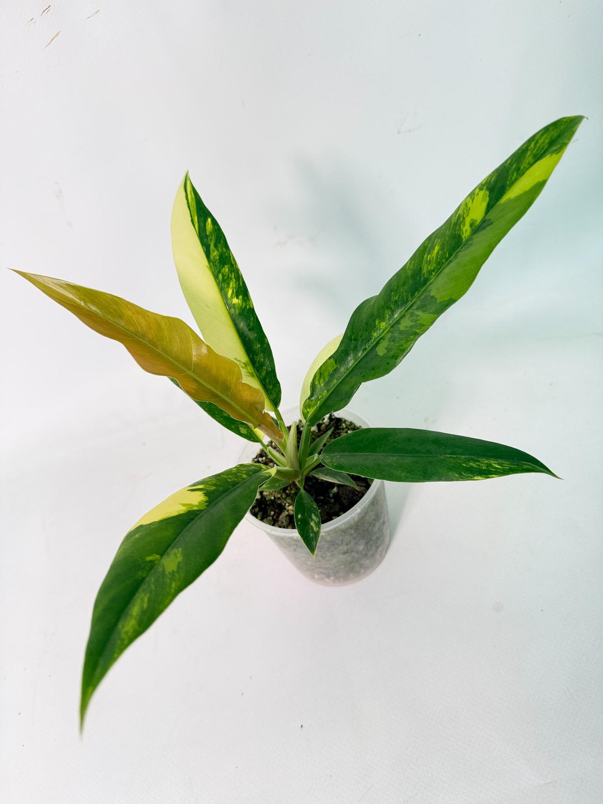 Philodendron Narrow Aurea Variegated 9