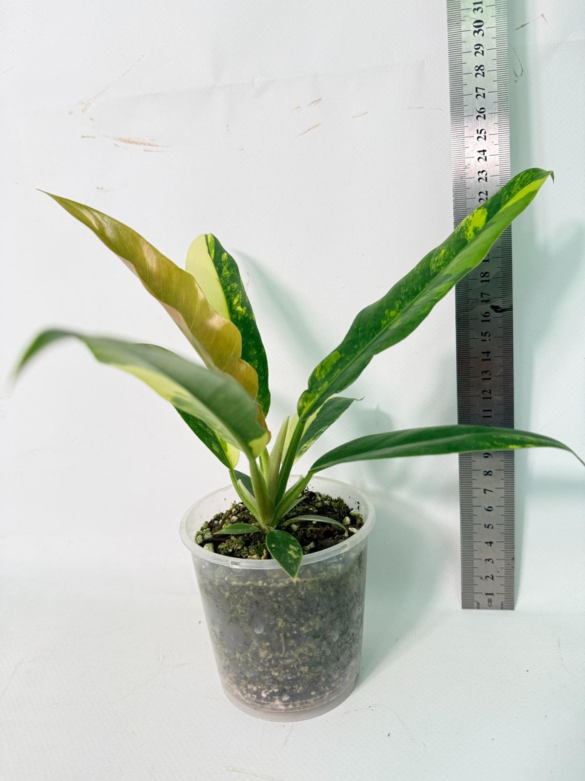 Philodendron Narrow Aurea Variegated 3