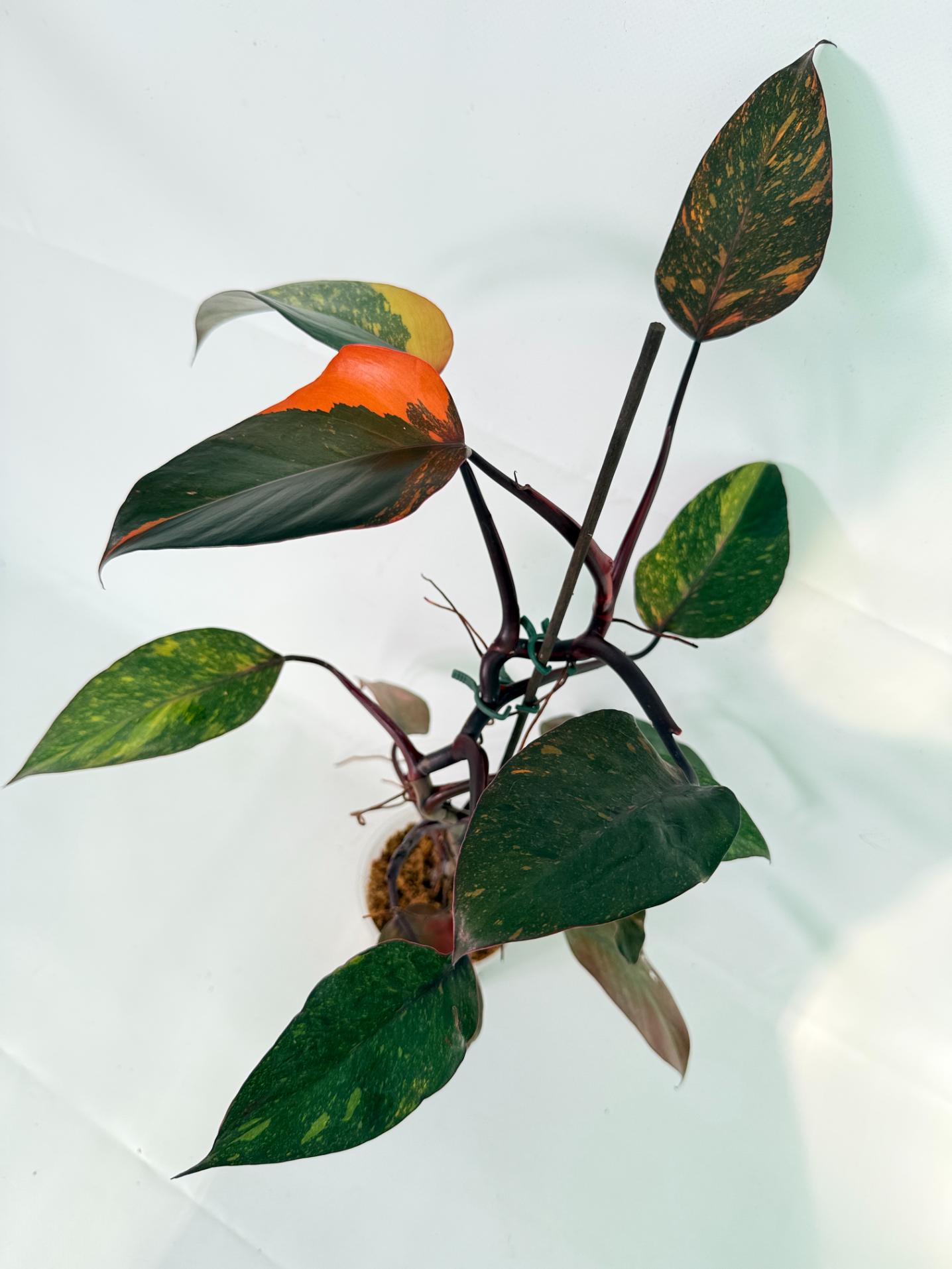 Philodendron Orange Princess Variegata 08