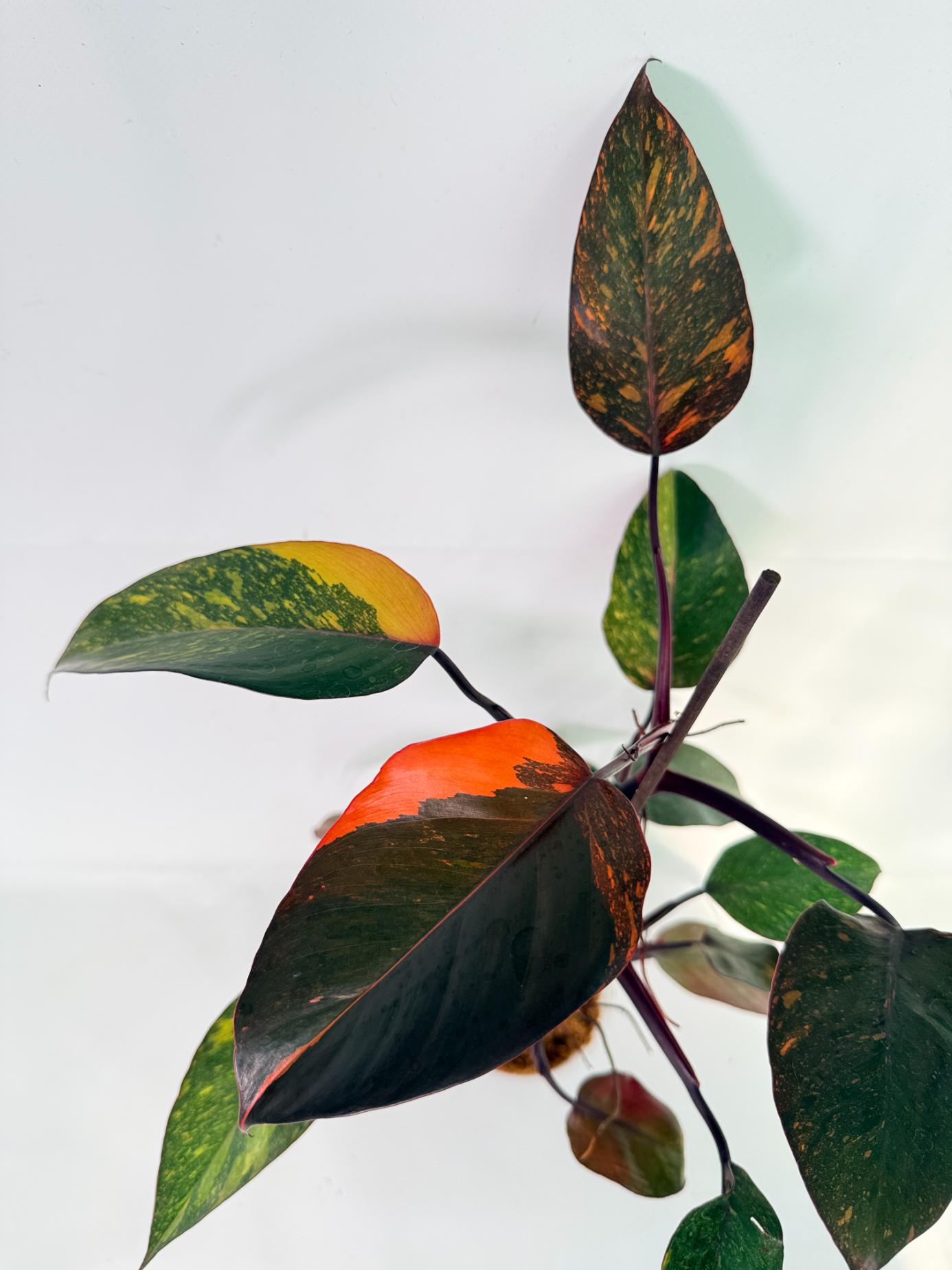 Philodendron Orange Princess Variegata 09