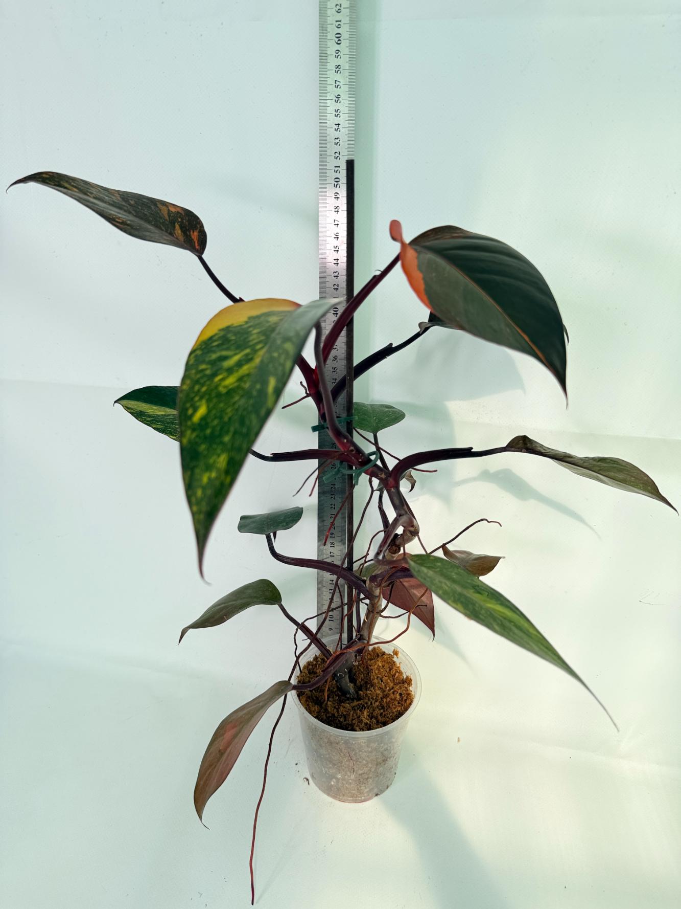 Philodendron Orange Princess Variegata 01