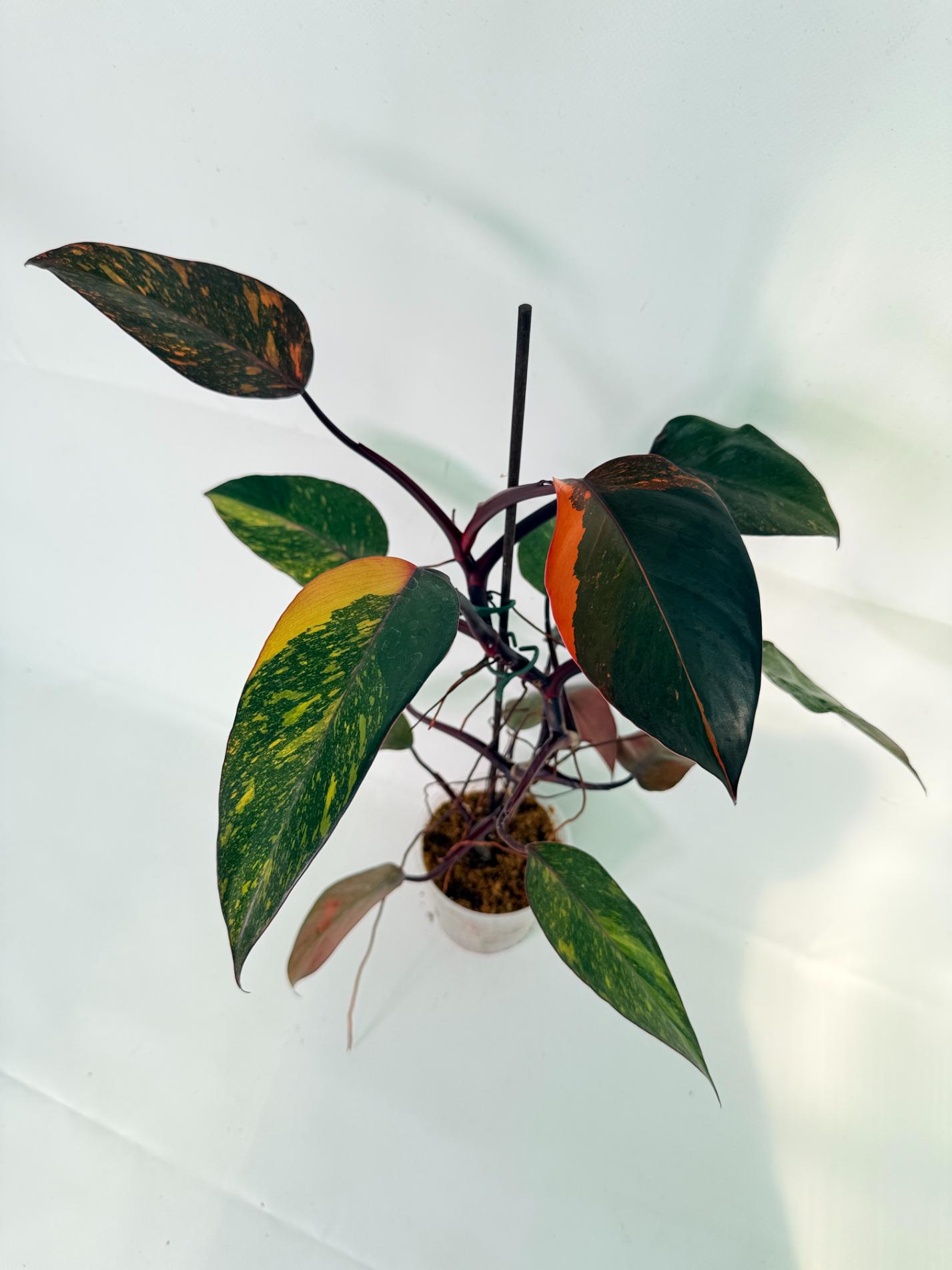 Philodendron Orange Princess Variegata 02
