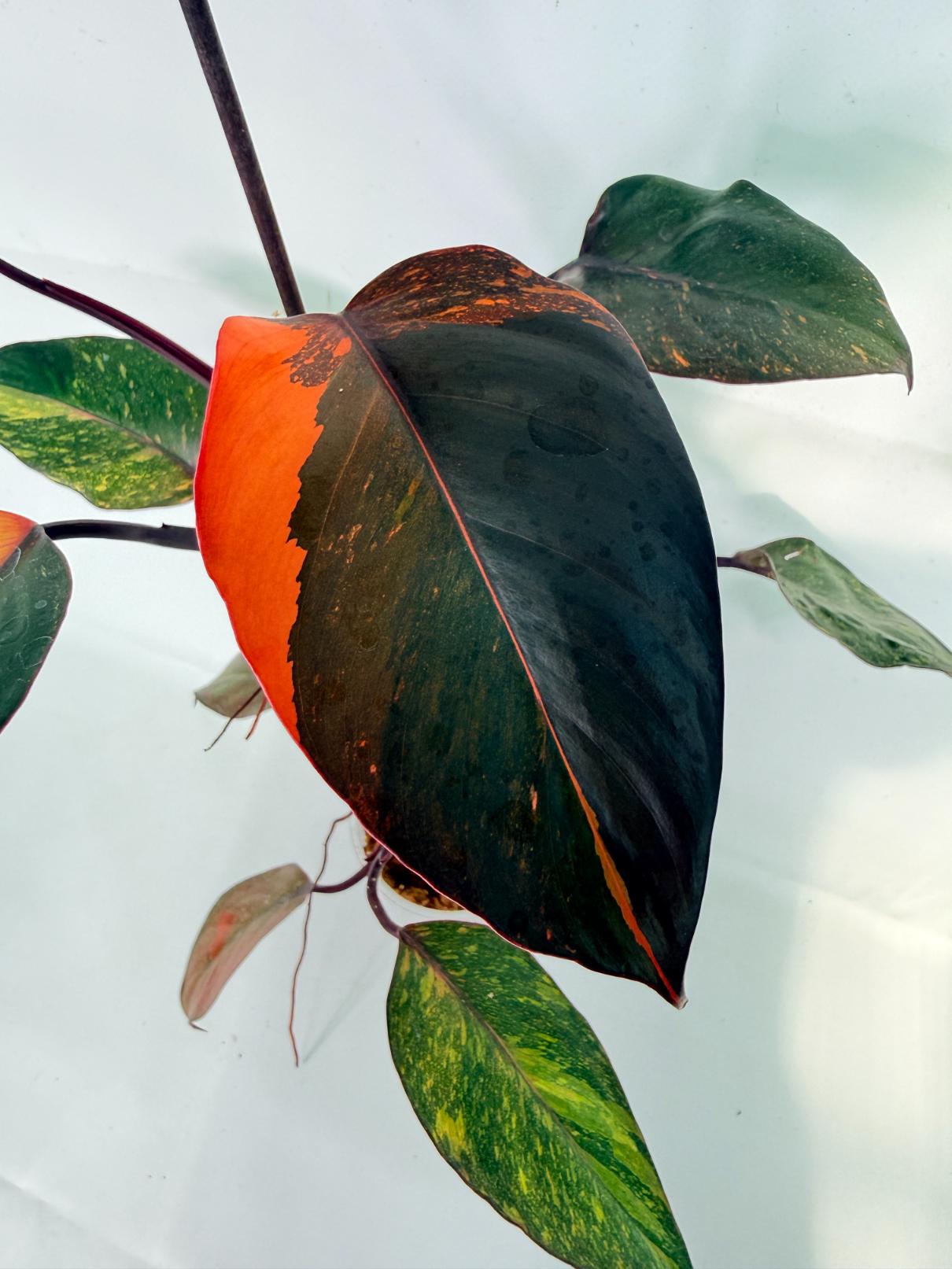 Philodendron Orange Princess Variegata 03