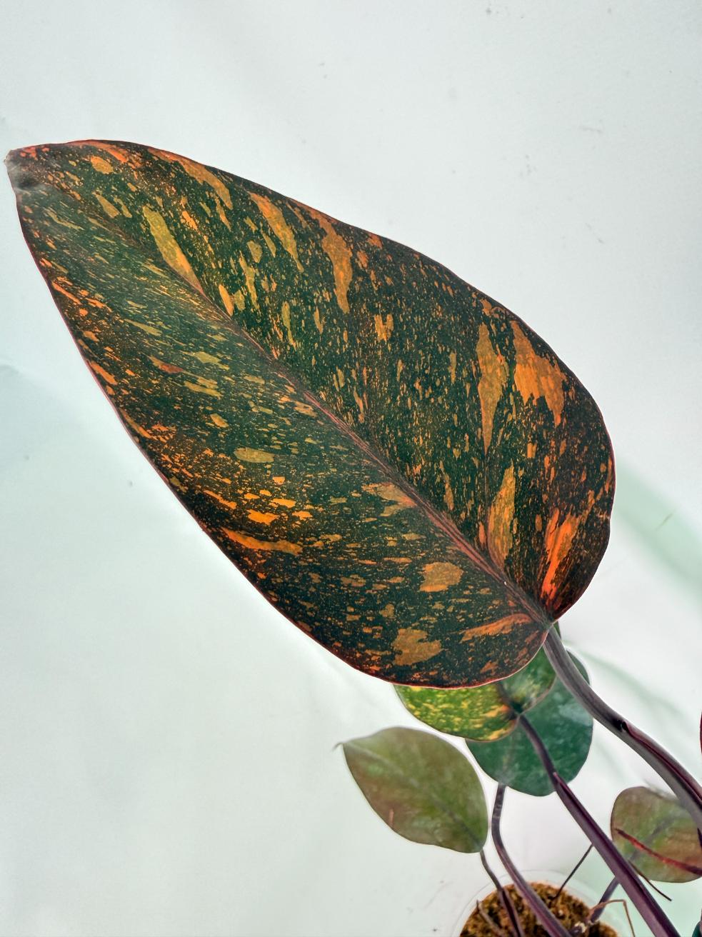 Philodendron Orange Princess Variegata 04