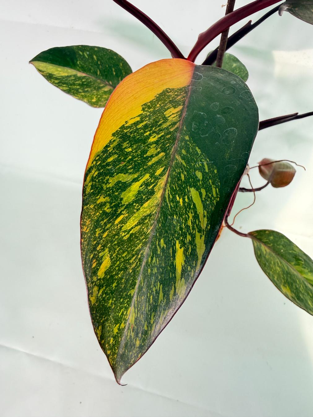 Philodendron Orange Princess Variegata 04