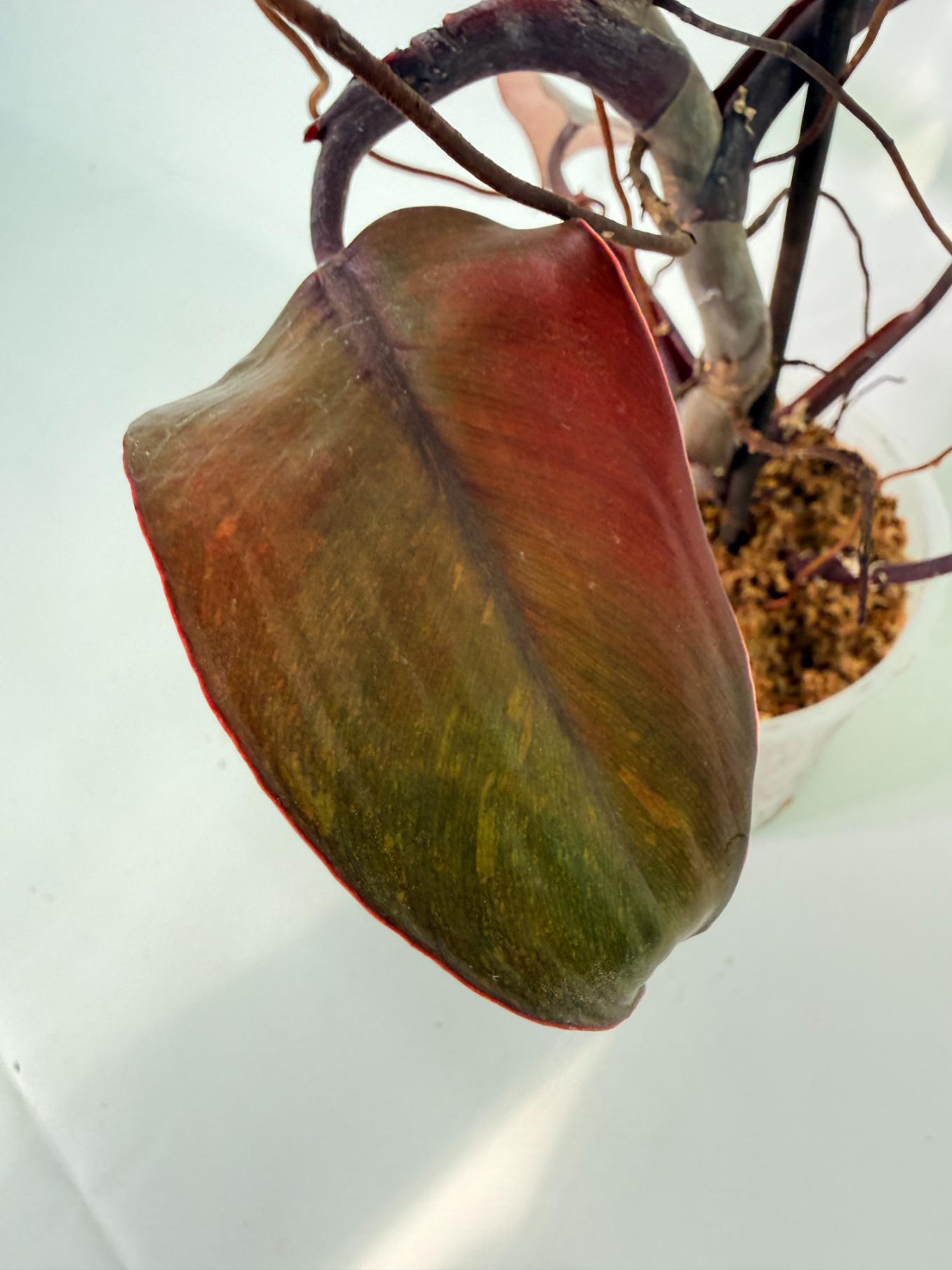 Philodendron Orange Princess Variegata 05