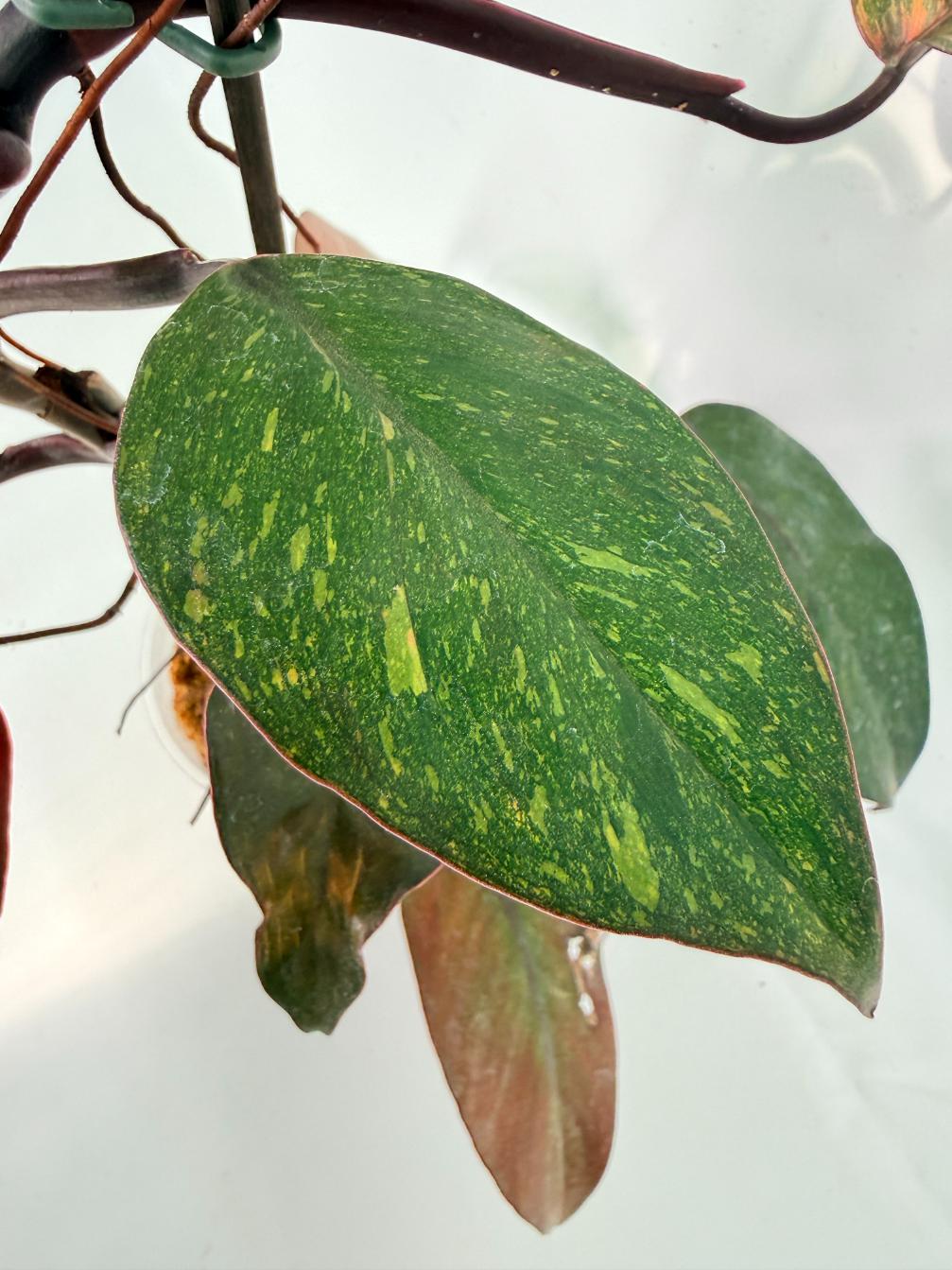Philodendron Orange Princess Variegata 06