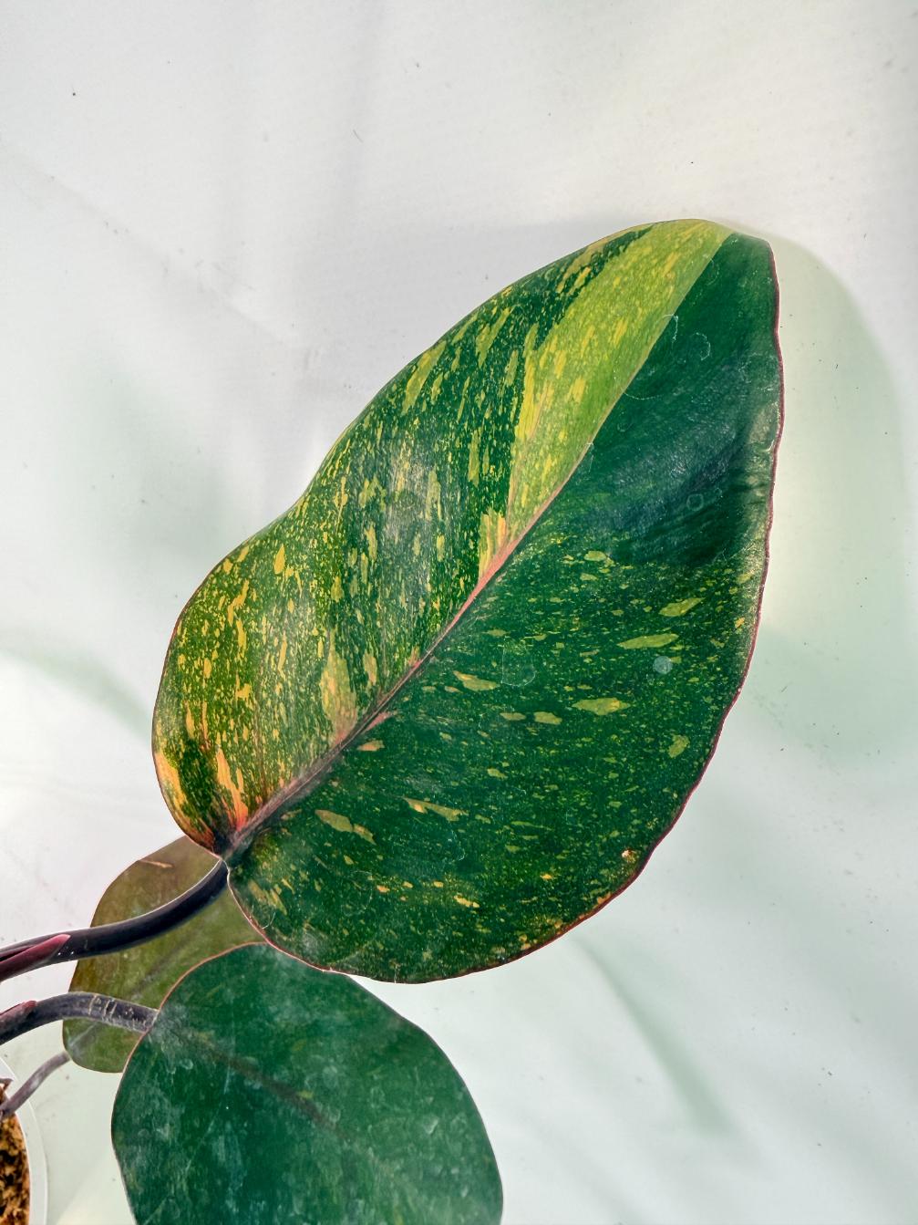 Philodendron Orange Princess Variegata 07