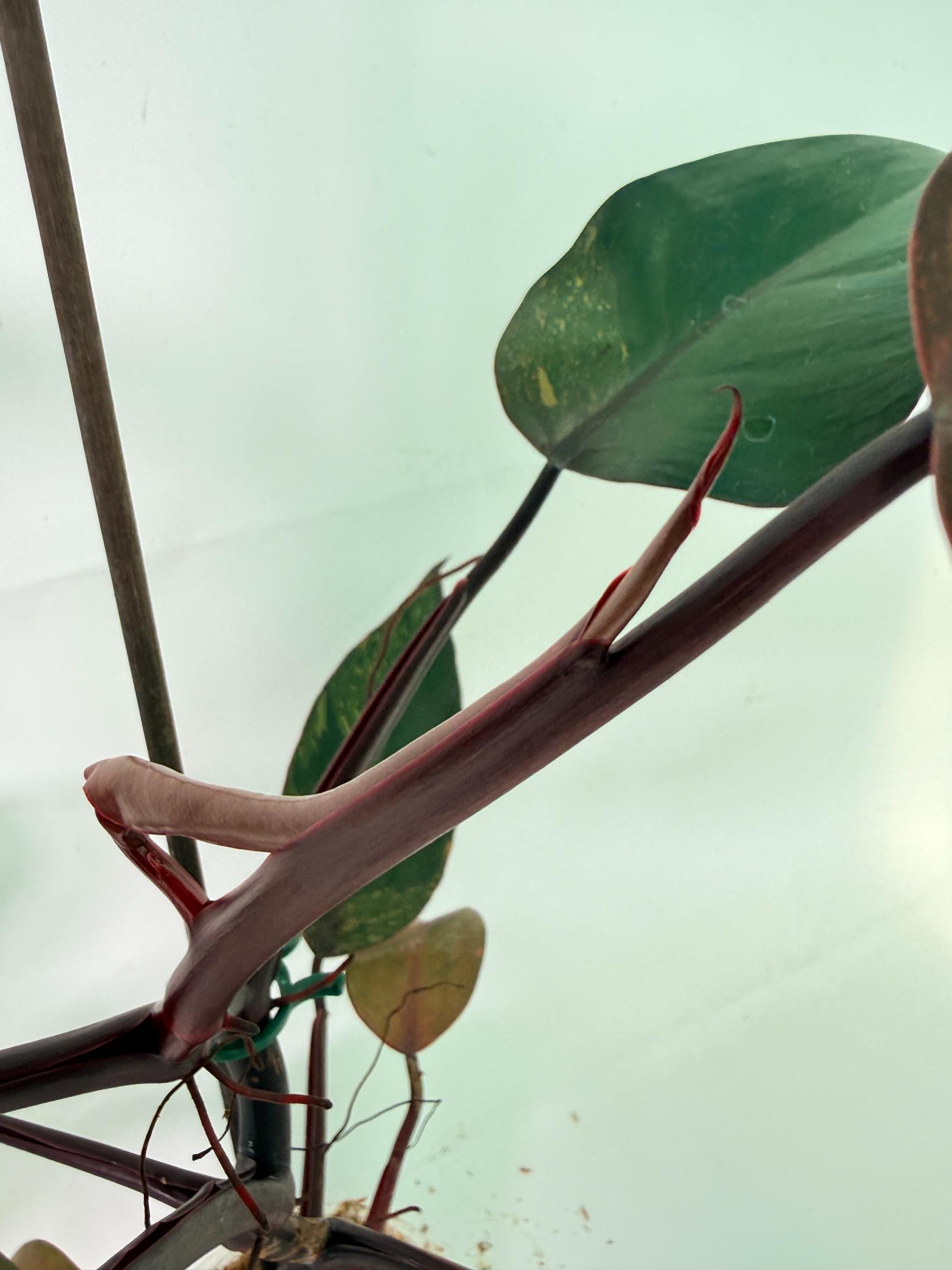 Philodendron Orange Princess Variegata 08
