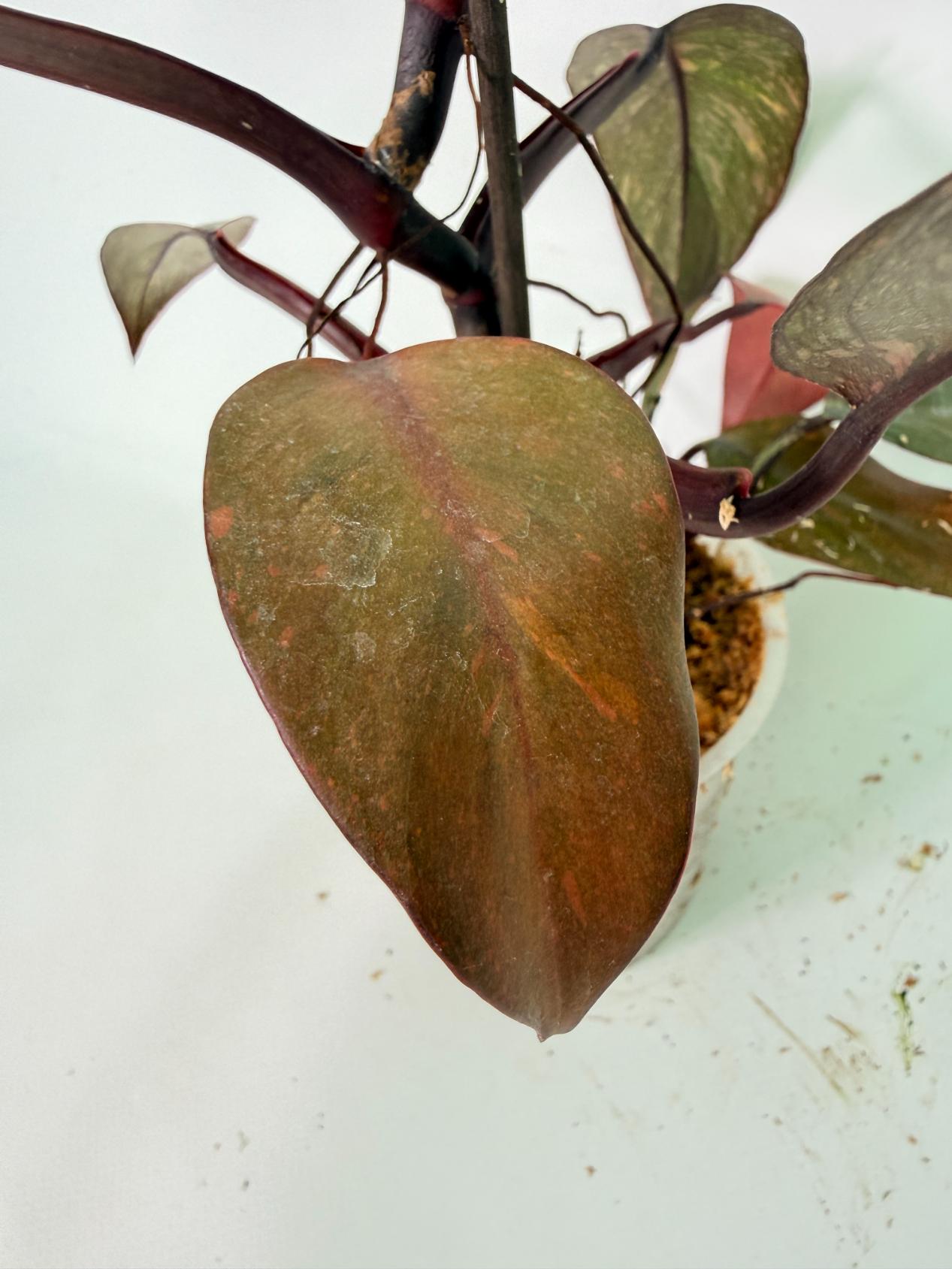 Philodendron Orange Princess Variegata 09