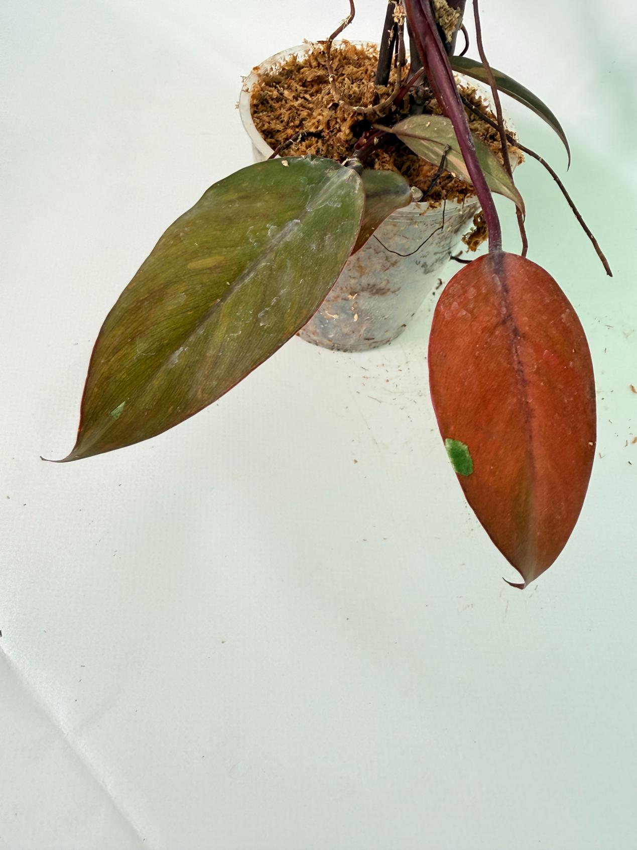 Philodendron Orange Princess Variegata 10
