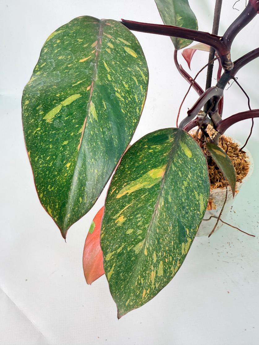 Philodendron Orange Princess Variegata 11