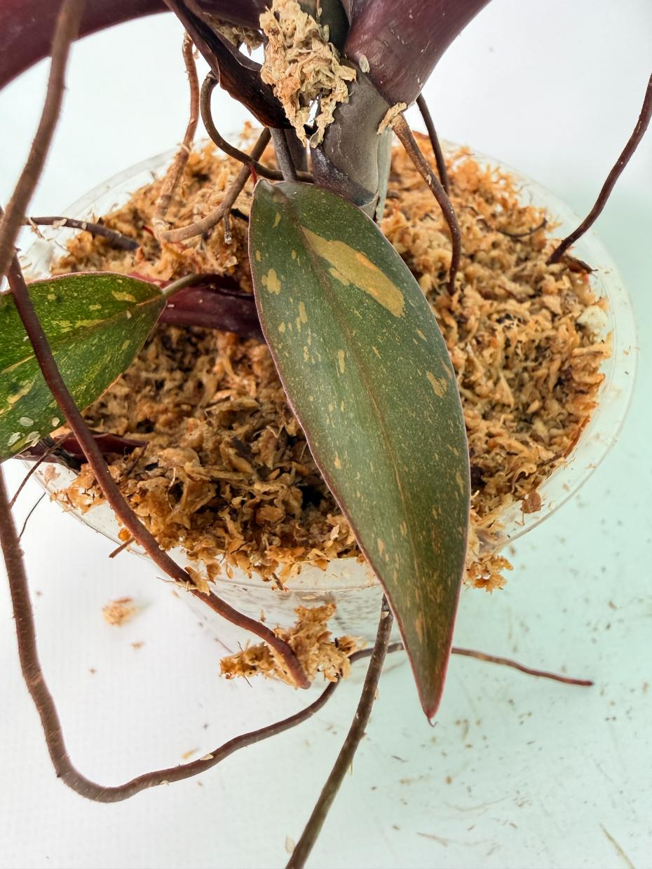Philodendron Orange Princess Variegata 12