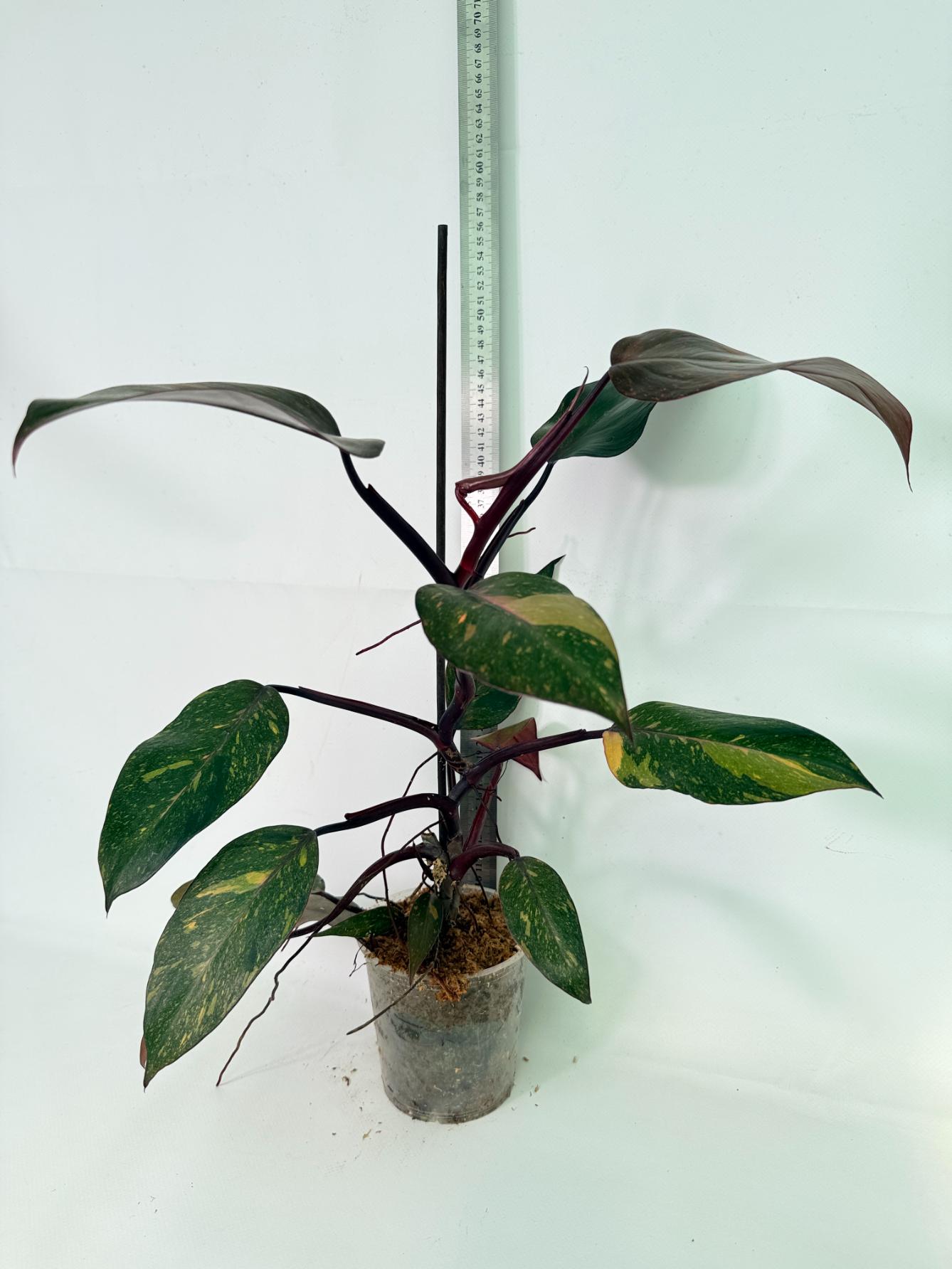 Philodendron Orange Princess Variegata 01