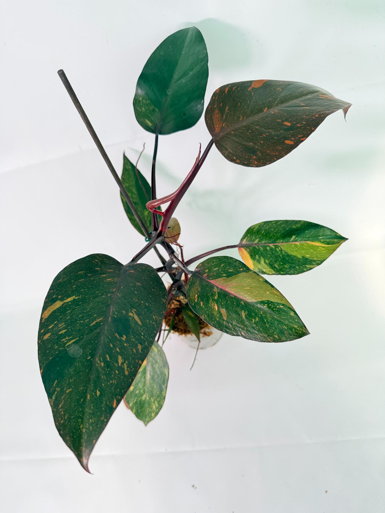 Philodendron Orange Princess Variegata 02