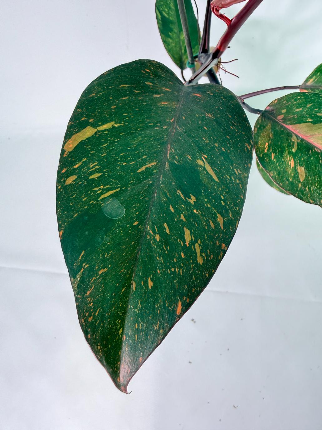 Philodendron Orange Princess Variegata 03