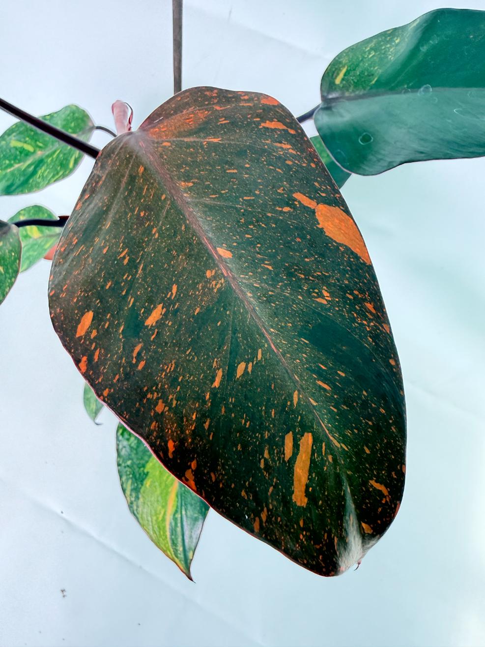Philodendron Orange Princess Variegata 04