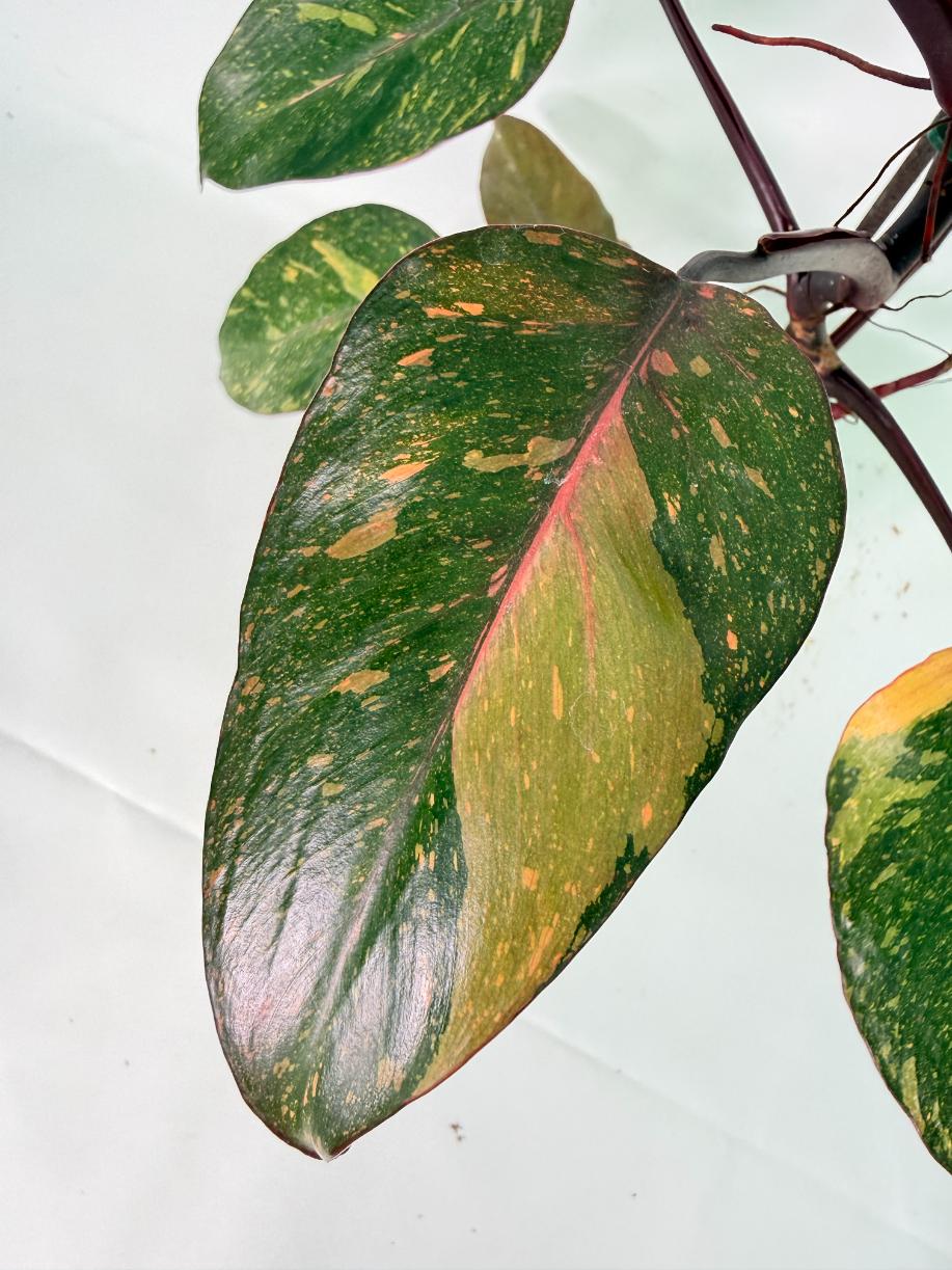 Philodendron Orange Princess Variegata 05