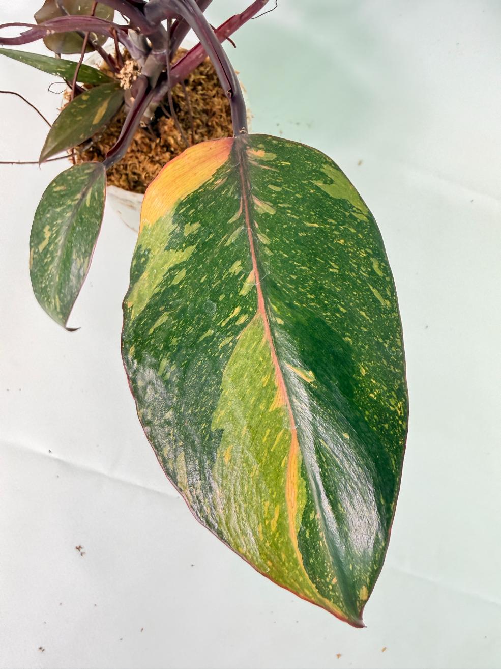 Philodendron Orange Princess Variegata 06