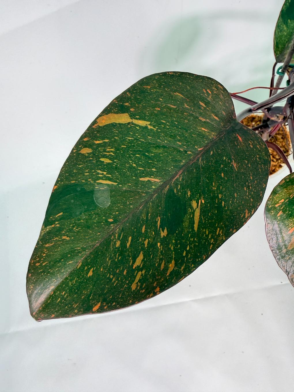 Philodendron Orange Princess Variegata 07
