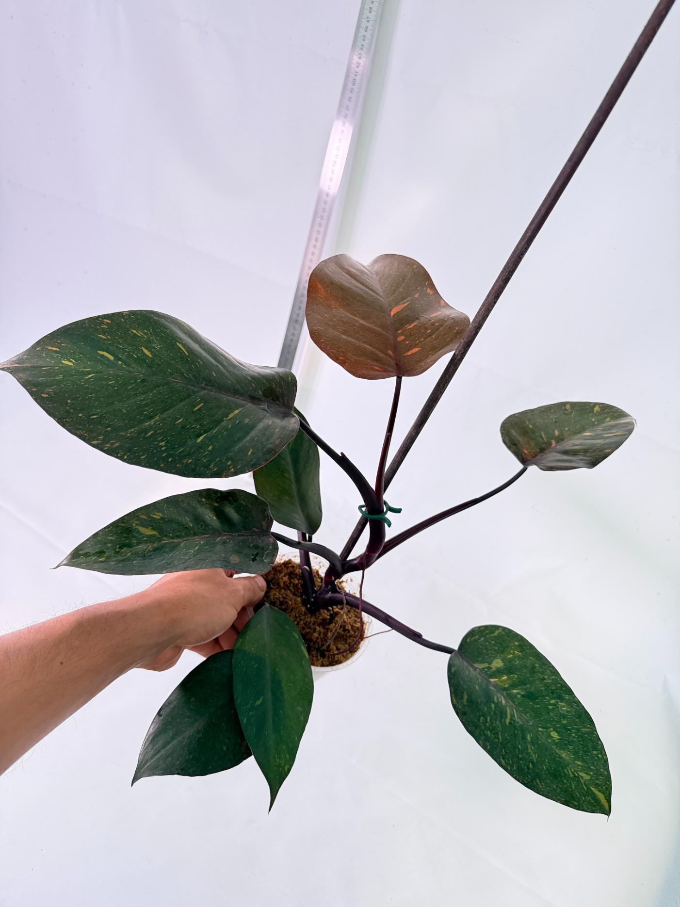 Philodendron Orange Princess Variegata 11