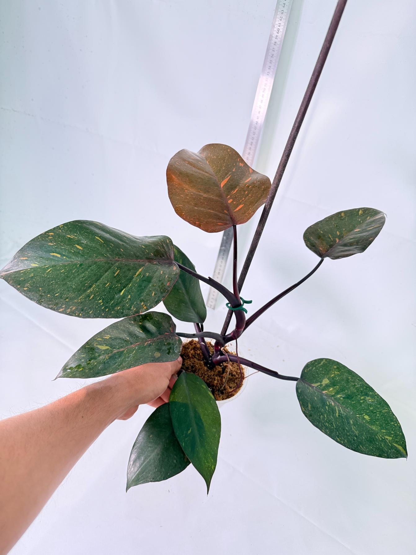 Philodendron Orange Princess Variegata 1