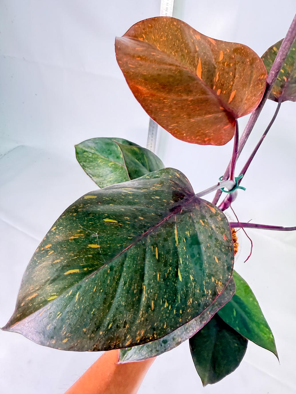 Philodendron Orange Princess Variegata 2
