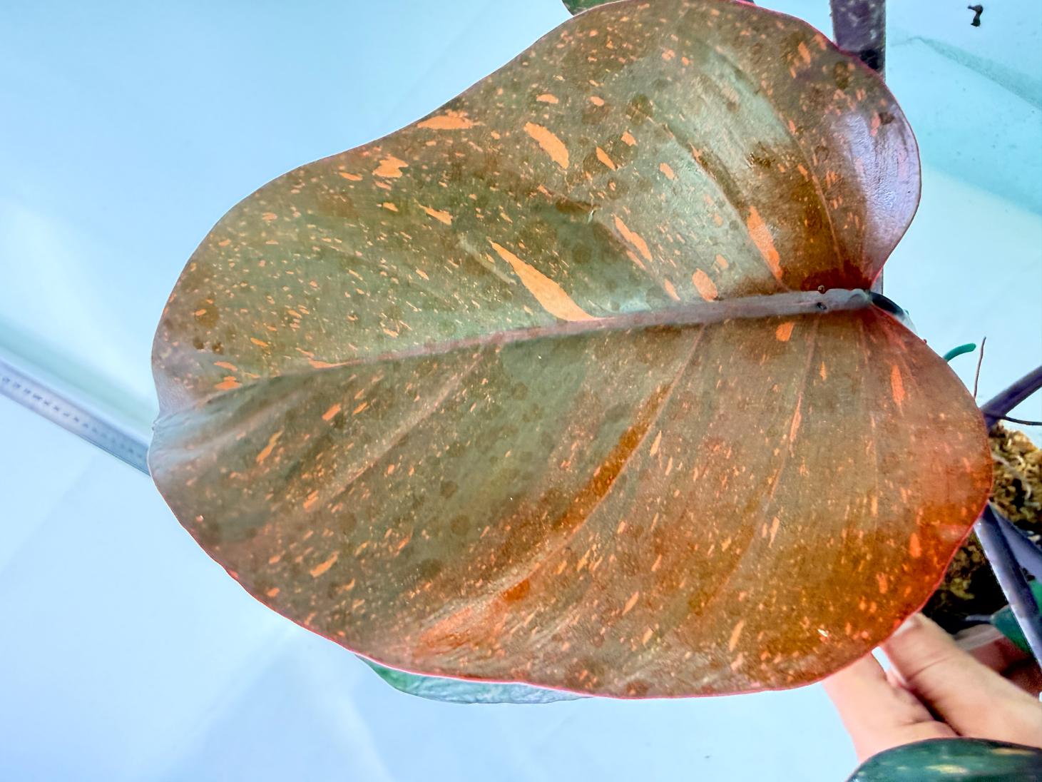 Philodendron Orange Princess Variegata 10