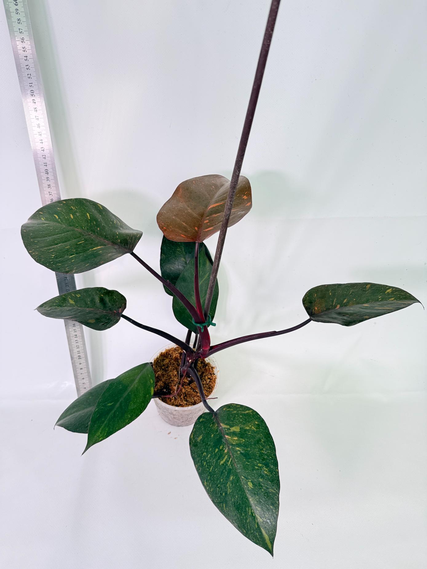 Philodendron Orange Princess Variegata 8