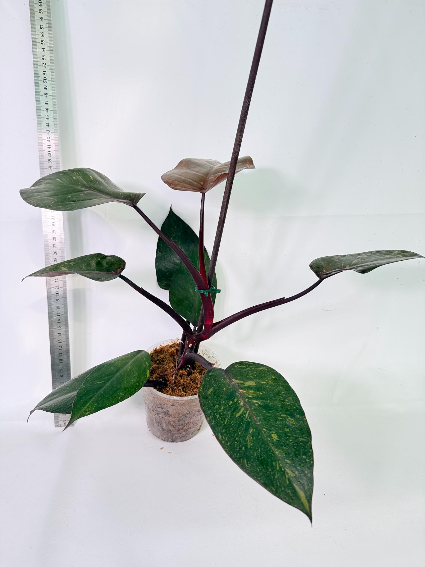Philodendron Orange Princess Variegata 9
