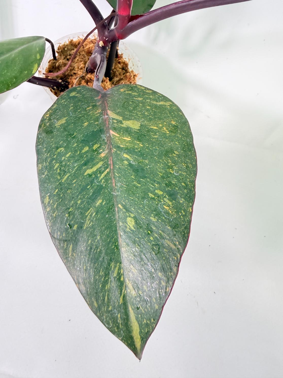 Philodendron Orange Princess Variegata 4